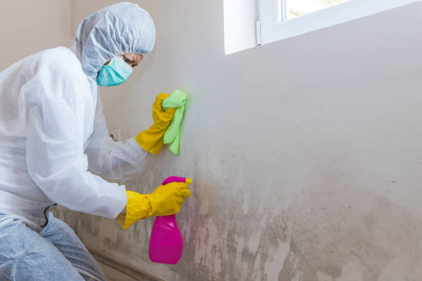 Professional Mold Removal Services in Taunton, MA